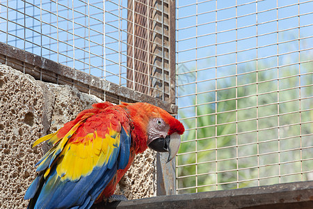 动物 一只有多彩色彩的鹦鹉坐在高处 近距离 模糊的背景框架热带金刚鹦鹉动物园情调农场照片异国环境野生动物图片
