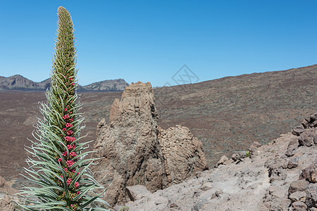 野皮埃塔的布鲁斯 蒂德火山山脚下的一个奇异植物 布卢里背景 特写背景图片