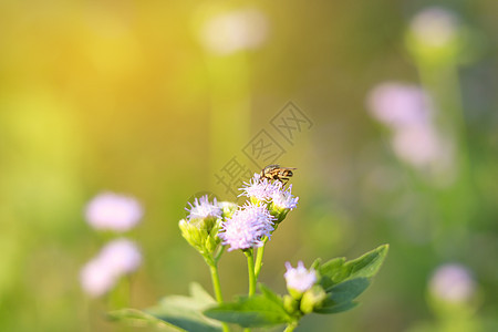 蜜蜂环绕着浅紫色花团飞翔橙子野生动物草花花园植物叶子季节生活宏观场地图片