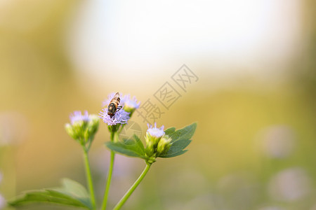 蜜蜂环绕着浅紫色花团飞翔宏观季节昆虫花园植物群野生动物叶子生活场地橙子图片