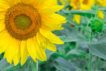 小蜜蜂乘黄亮向日葵在野外采集蜂蜜图片