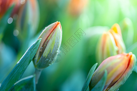 美丽的郁金香花束 色彩多彩的郁金香 自然背景晴天太阳场地植物野花叶子花园草地蓝色季节图片
