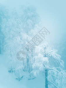 冻冻中的冬季山林薄雾高山童话假期季节公园云杉爬坡山脉旅行图片