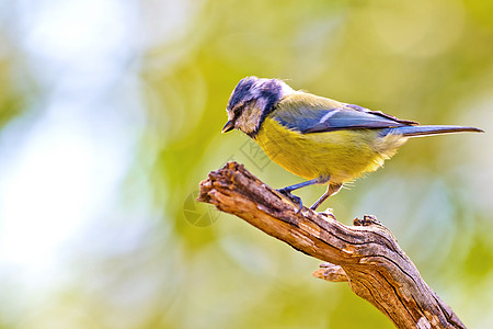 蓝色提特 帕鲁斯卡埃鲁勒乌斯池塘生态环境保护动物群羽毛行为野生动物翅膀自然公园避难所图片