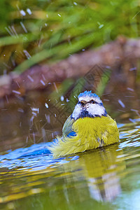 Blue Tit Forest Pond 地中海森林栖息地环境保护生态池塘保护动物群多样性野生动物避难所洗澡图片