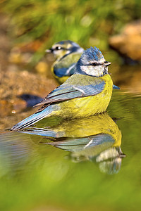 Blue Tit Forest Pond 地中海森林羽毛动物多样性自然保护栖息地野生动物行为生态旅游动物群生物学图片