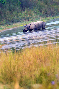 独角犀牛自然保护区动物行为高清图片