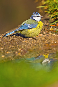 蓝色提特 帕鲁斯卡埃鲁勒乌斯避难所动物生物生态池塘森林观鸟者野生动物洗澡环境保护图片