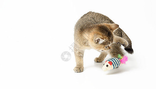 可爱的小猫小猫 苏格兰金鸡肉 纯种 猫玩白色背景动物爪子短发婴儿玩具宠物头发猫咪老鼠哺乳动物图片