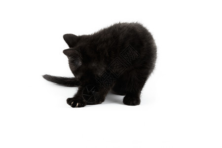 小黑英国短发小猫 孤立在白色背景上短毛食肉俏皮摄影家畜家猫水平黑色纯种猫宠物图片