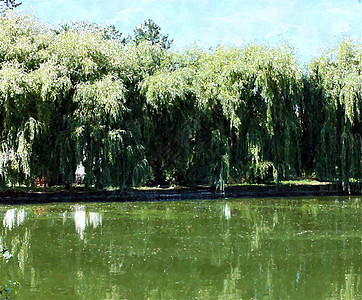 水边的水彩柳树图片