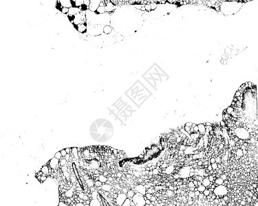 脏垃圾背景 5黑色飞溅苦恼划痕粉笔墙纸衰变材料腐蚀白色图片