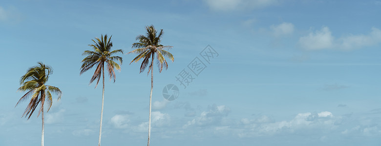 最小的热带可可椰子树在夏天有天空背景  Copyspace 你可以把文字情调天堂树叶太阳旅游海岸旅行晴天假期异国图片