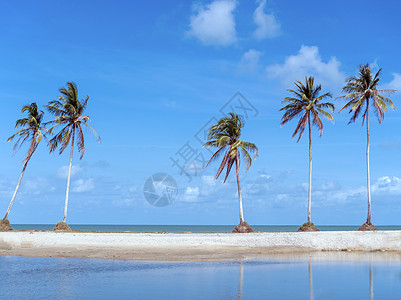 最小的热带可可椰子树在夏天有天空背景  Copyspace 你可以把文字天堂旅行海岸叶子丛林旅游棕榈情调海滩树叶图片