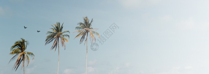 最小的热带可可椰子树在夏天有天空背景  Copyspace 你可以把文字太阳植物旅行丛林树叶蓝色海滩横幅椰子假期图片