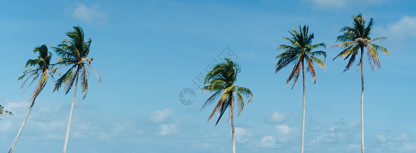 最小的热带可可椰子树在夏天有天空背景  Copyspace 你可以把文字旅行棕榈异国叶子植物横幅墙纸旅游太阳树叶图片