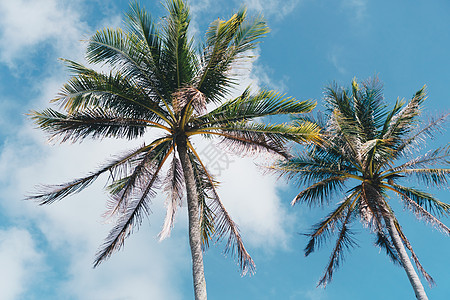 最小的热带可可椰子树在夏天有天空背景  Copyspace 你可以把文字海洋天堂叶子植物树叶蓝色旅游海滩假期情调图片