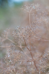 特写雨伞 在野外生长 用种子种植干叶子雨伞 浅露的田地深度植物植物群空气质量奶牛猪草天空线条图片