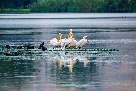 胡拉自然保护区中的佩利卡人和其他鸟类环境草裙乡村野生动物湿地公园动物群风景农村沼泽图片