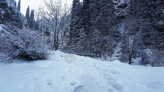 山区森林完全被雪覆盖 笑声风景松树环境蓝色木头旅行林地景观杉树针叶图片