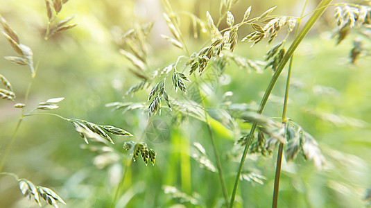 布洛穆斯植物 自然背景和阳光照耀图片