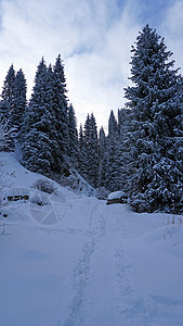 山区森林完全被雪覆盖 笑声天空踪迹旅行情绪松树木头山脉杉树风景针叶图片