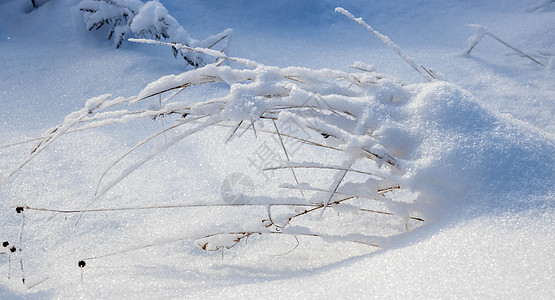 干草在白雪皑皑的自然景观重压下弯曲植物草本植物荒野压痛体重环境雪堆降雪植物群蓝色图片