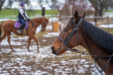 骑马在村里的农庄场马术农场马背骑术运动娱乐牧场棕色动物森林图片
