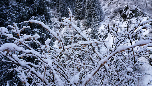 山区森林完全被雪覆盖 笑声林地树木场景脚印杉树情绪木头针叶松树风景图片