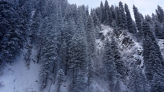 山区森林完全被雪覆盖 笑声蓝色峡谷针叶树季节杉树树木天空分支机构环境山脉图片