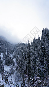 山上的冬季森林满是雾雾天空木头山脉风景公园自由荒野旅游环境薄雾图片