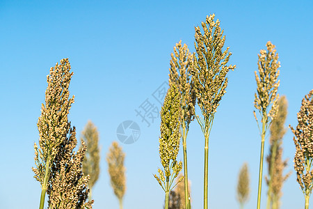 高梁或米粉剂蓝色天空收成糯米场地小麦植物面粉种植园高粱蓝天叶子图片