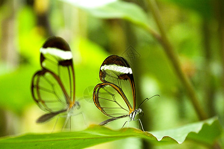 绿树叶上两只金色的蝴蝶动物宏观野生动物情调叶子触角森林异国热带雨林植物图片