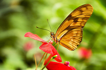 红花上的橙和棕蝴蝶花粉花园荒野天线动物动物群鳞翅目野生动物宏观翅膀图片