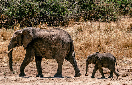 非洲大象 - 行走的妈妈和婴儿 - 坦桑尼亚图片