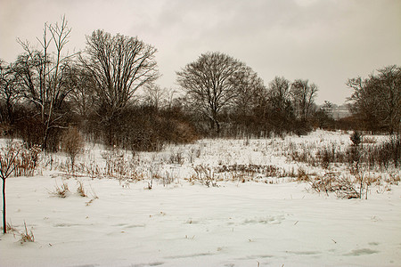 加拿大安大略省伦敦冬季徒步旅行哺乳动物狐狸野生动物蓝色场景树木远足季节景观山脉图片