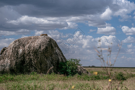躺在巨大岩石上的狮子座     坦桑尼亚国家公园动物母狮公园女性说谎哺乳动物旅行野生动物大猫棕色图片