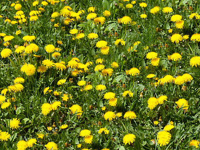 绿色绿草密闭背景的亮黄色黄花朵图片