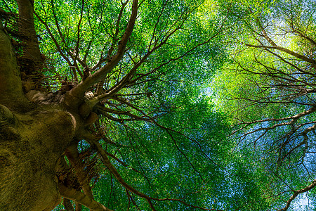 热带森林中阳光下大树绿叶树干的底视图 公园清新的环境 绿色植物在夏季花园中提供氧气 阳光明媚的日子里有小叶子的森林树季节太阳生活图片