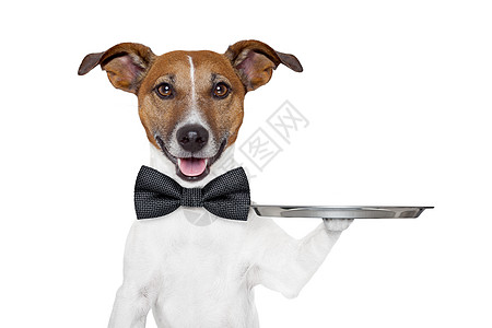狗服务托盘银器美食领带门房拼盘小猎犬展示用餐宠物盘子图片