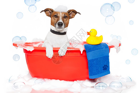 狗用塑料鸭在多彩浴缸里洗澡气泡小狗肥皂洗发水宠物犬类洗涤化妆品浴室沙龙图片