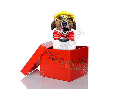 圣诞盒狗图片