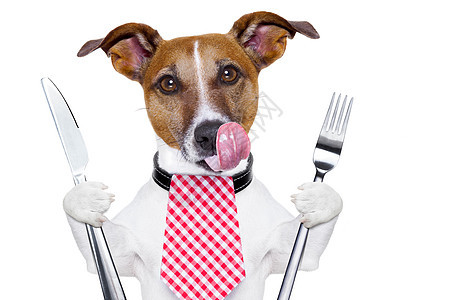 饥饿的狗桌布宠物桌子餐具午餐餐厅烧烤营养饮食垃圾图片