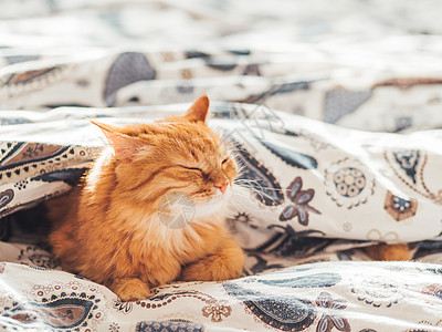 可爱的姜猫躺在床上的毯子下 毛茸茸的宠物舒适地入睡 与拷贝空间的舒适家庭背景瞌睡猫咪小憩毛皮哺乳动物就寝阳光时间氛围小猫图片