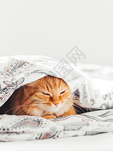可爱的姜猫躺在床上的毯子下 毛茸茸的宠物舒适地入睡 与拷贝空间的舒适家庭背景阳光动物瞌睡时间就寝隐藏氛围毛皮哺乳动物小猫图片