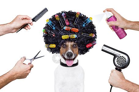 剪剪剪剪刀梳子狗喷雾猎犬发型吹风机烘干机沙龙理发师头发宠物发胶动物图片