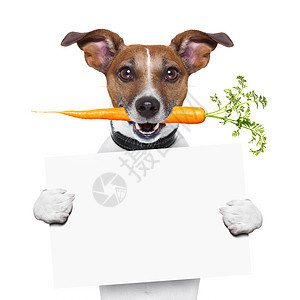 带胡萝卜的健康狗蔬菜纤维饮食宠物猎犬食物营养小狗午餐烹饪图片