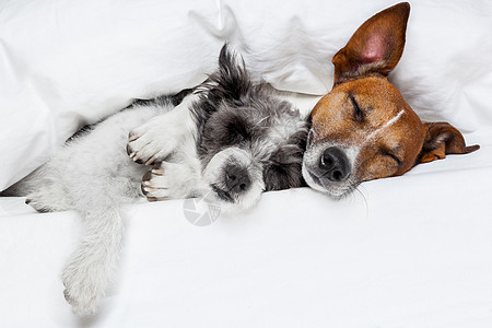 相爱的两只狗恋人伴侣忠诚午休宿醉宠物卧室蜜月猎犬温度图片