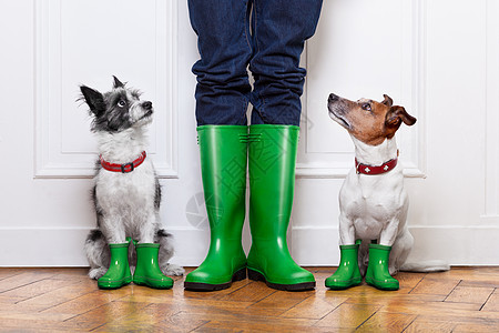 两只狗和所有者幽默对讲机教育小狗访问宠物雨鞋橡皮朋友皮革图片