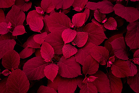 他们的八仙花属花离开的红色黑暗的背景图片